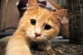 /album/galerie-photos/chat-qui-joue-jpg/